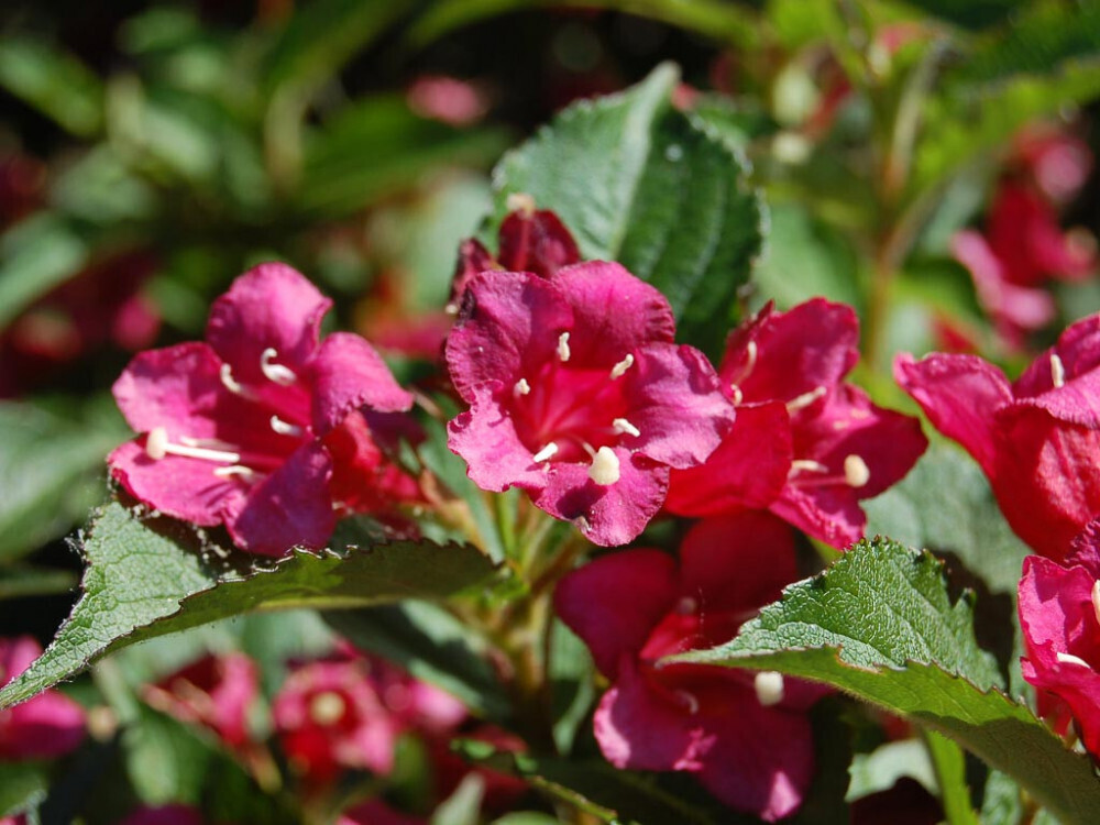Weigelia florida 'Rubra' - vaso Ø 24cm Weigelia florida 'Rubra' - vaso Ø 24cm