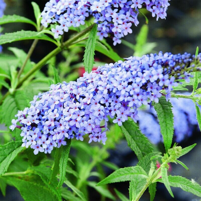Buddleja davidii 'Nanho blu', albero delle farfalle blu nano - vaso Ø18 cm Buddleja davidii 'Nanho blu', albero delle farfalle blu nano - vaso Ø18 cm