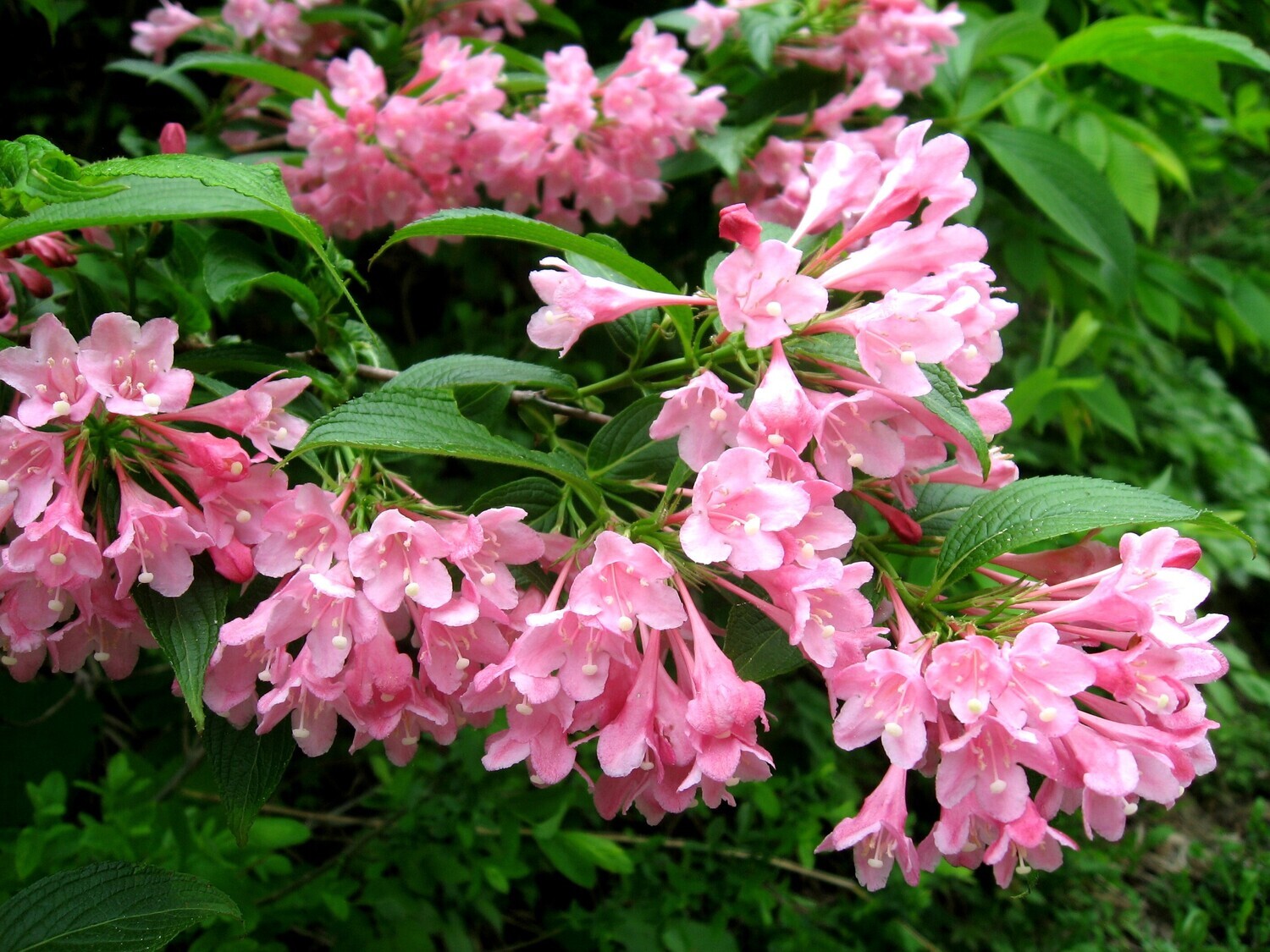 Weigelia florida 'Rosea' - vaso Ø24 cm Weigelia florida 'Rosea' - vaso Ø24 cm