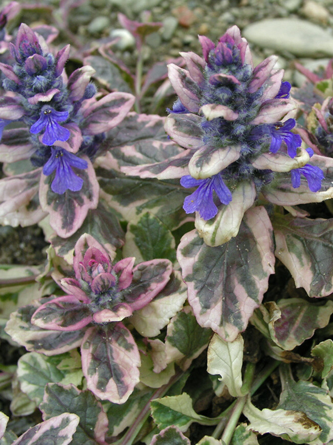 Ajuga reptans ' Burgundy Glow ' - vaso Ø17 cm Ajuga reptans ' Burgundy Glow ' - vaso Ø17 cm