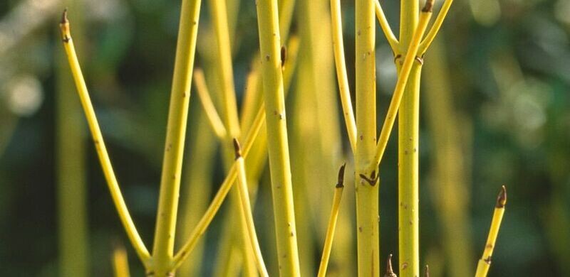Corniolo giallo, Cornus sericea 'Flaviramea' - vaso Ø18 cm