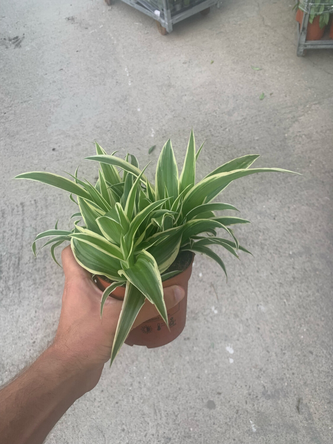 Chlorophytum Comosum 'Ocean', Pianta Ragno, Falangio - vaso Ø13 cm