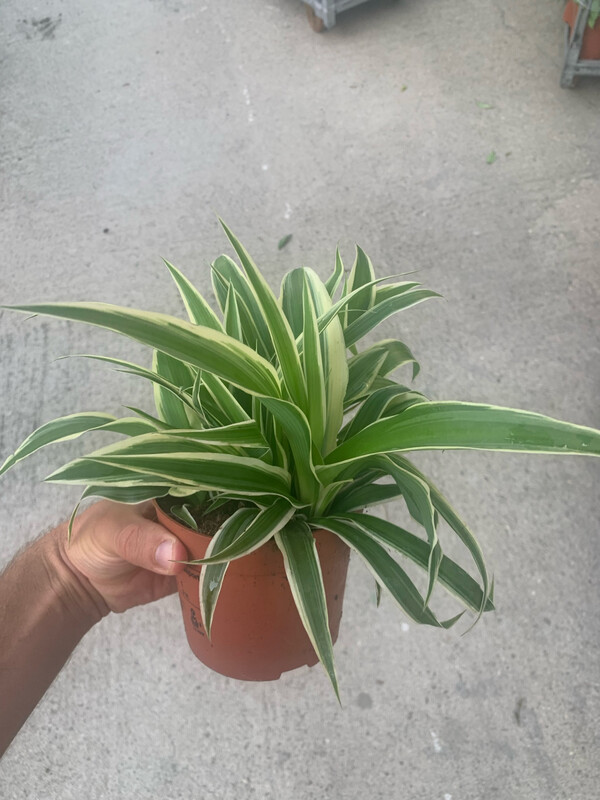 Chlorophytum Comosum 'Ocean', Pianta Ragno, Falangio - vaso Ø13 cm