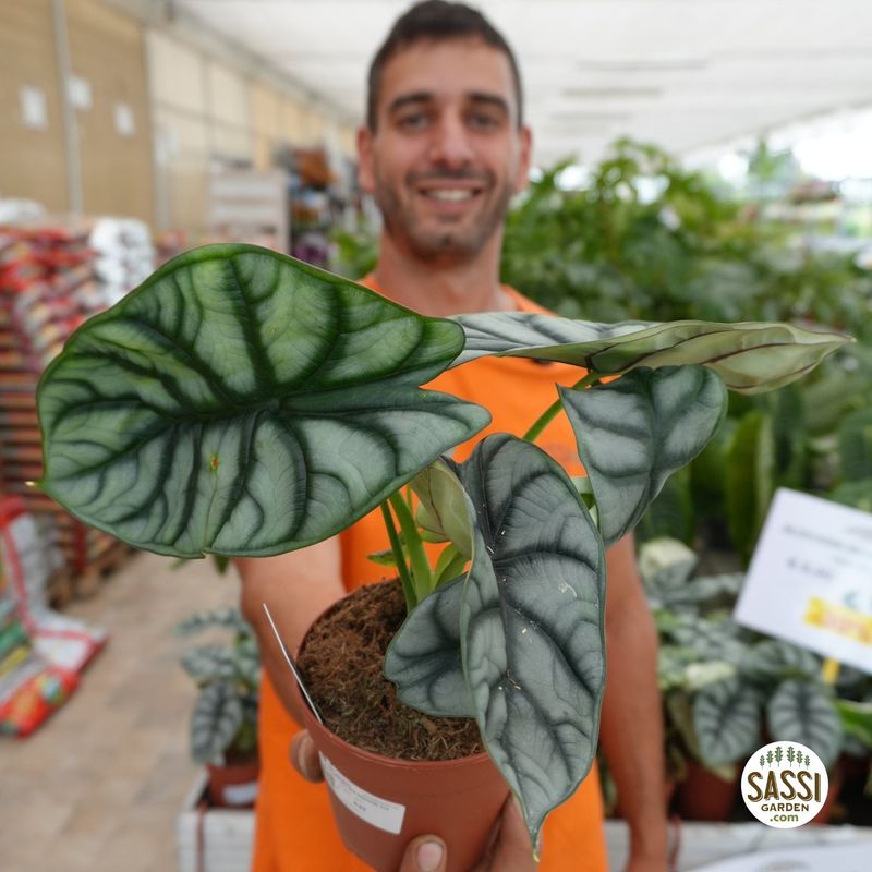 Alocasia 'Silver Dragon' - vaso Ø12 cm
