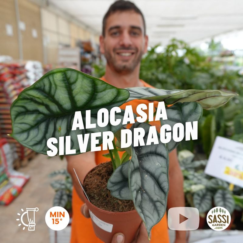 Alocasia 'Silver Dragon' - vaso Ø12 cm Alocasia 'Silver Dragon' - vaso Ø12 cm