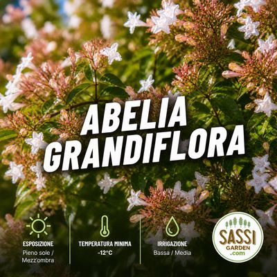 Abelia Grandiflora - vaso Ø18 cm Abelia Grandiflora - vaso Ø18 cm