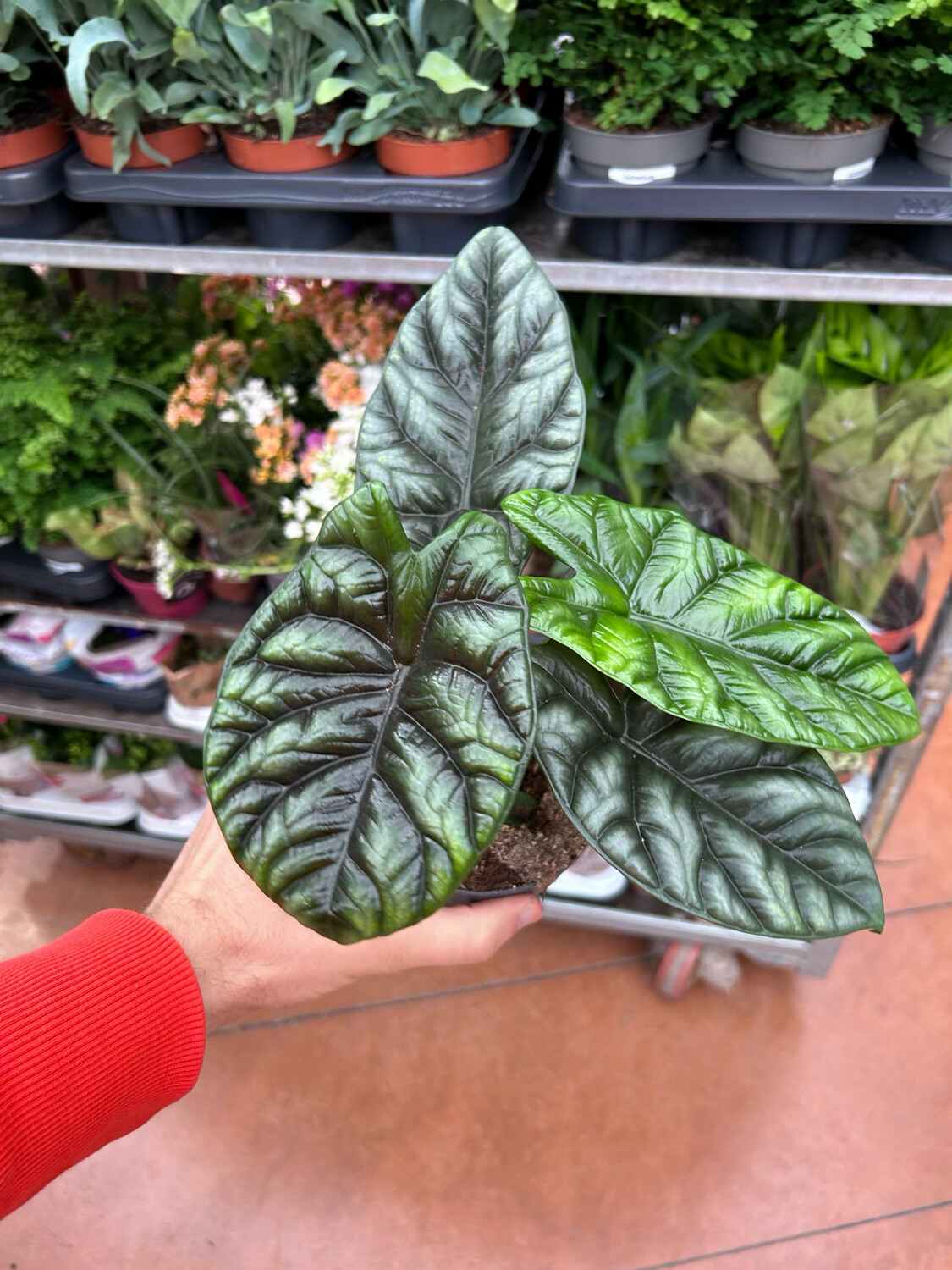 Alocasia Sinuata - vaso Ø11 cm Alocasia Sinuata - vaso Ø11 cm