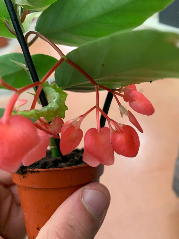 Begonia Albopicta - vaso Ø6 cm Begonia Albopicta - vaso Ø6 cm