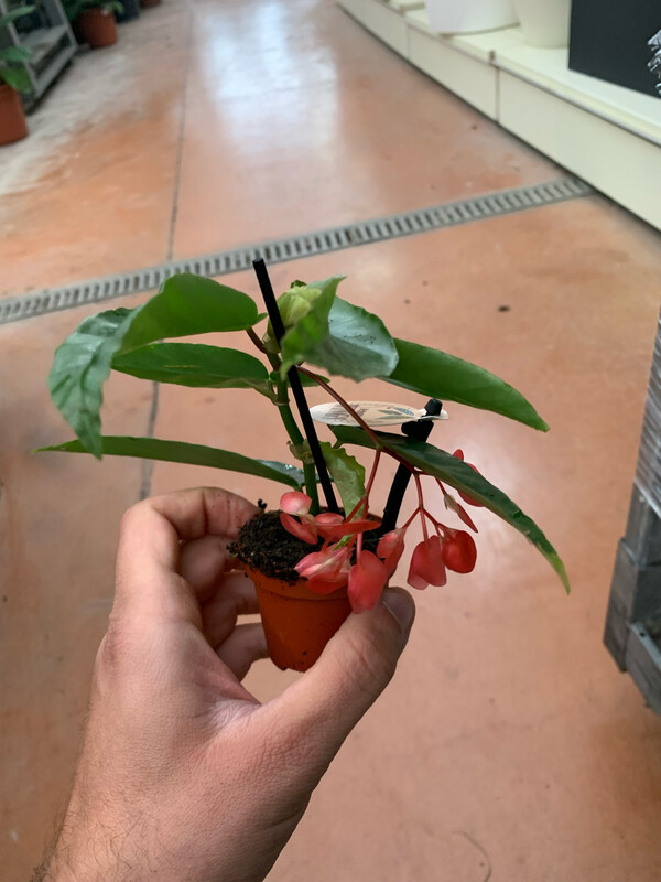 Begonia Albopicta - vaso Ø6 cm