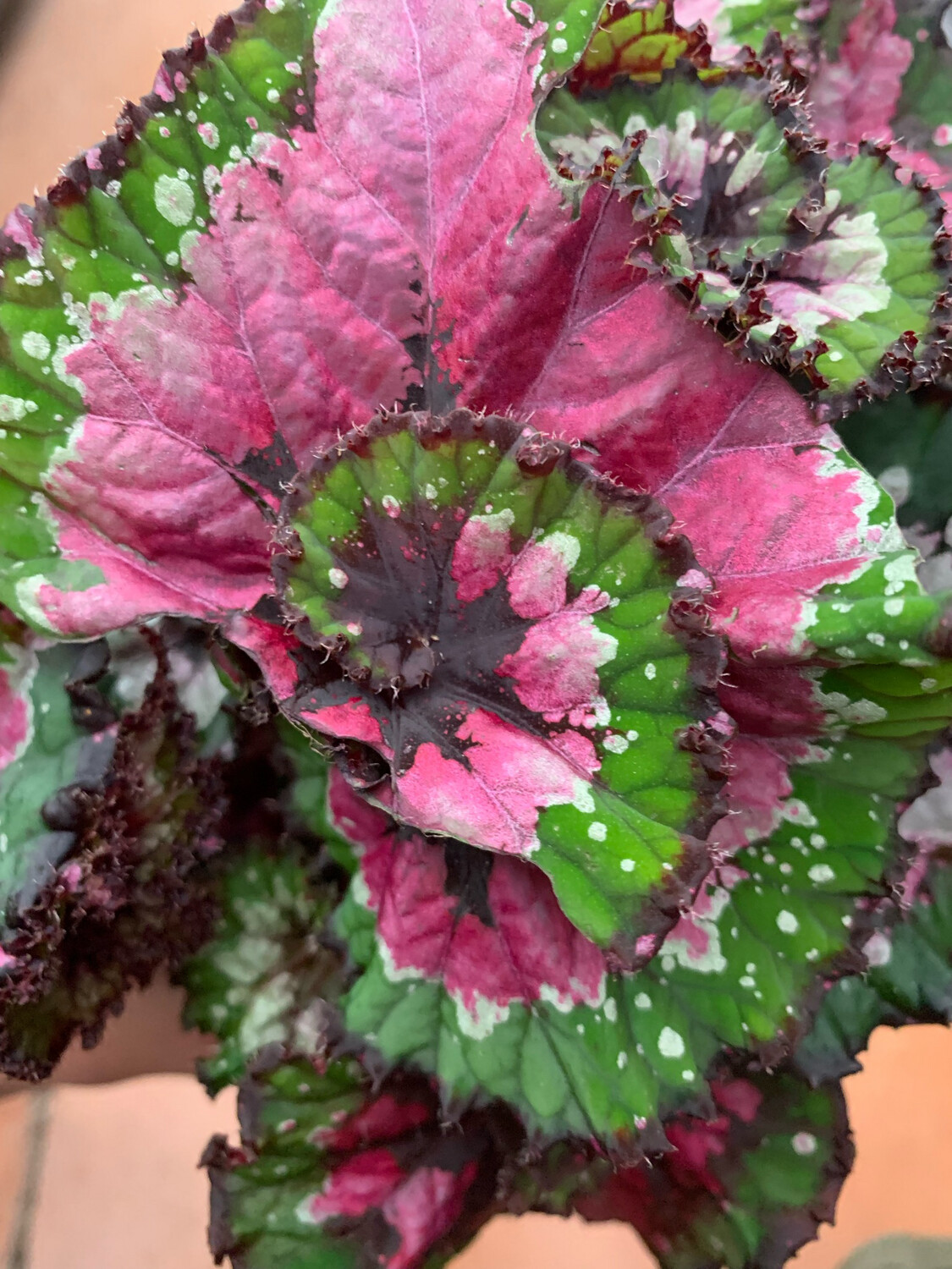 Begonia Rex Macarena - vaso Ø13 cm Begonia Rex Macarena - vaso Ø13 cm