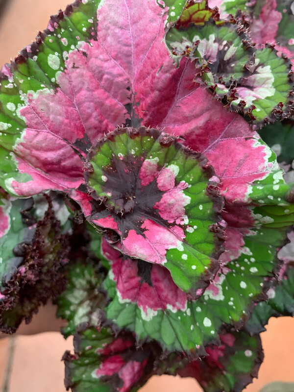 Begonia Rex Macarena - vaso Ø13 cm Begonia Rex Macarena - vaso Ø13 cm