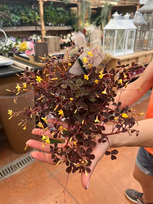 Oxalis Depressa - vaso Ø10.5 cm