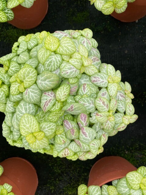 Fittonia 'Bubble Lemon' - vaso Ø12 cm