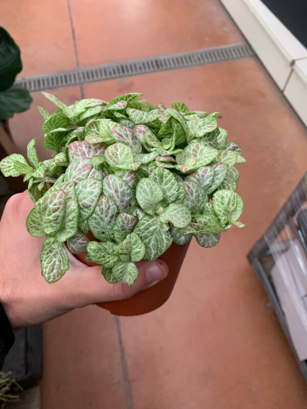Fittonia 'Bubble Lemon' - vaso Ø12 cm