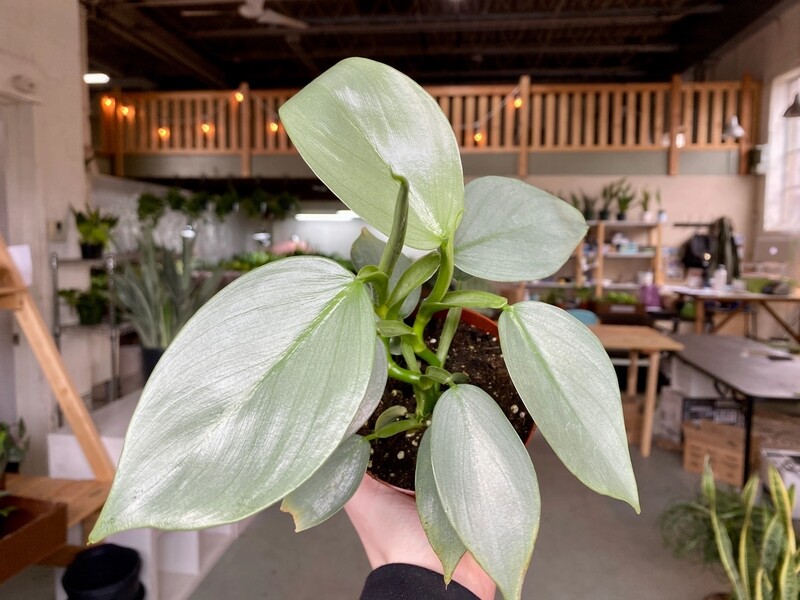 Philodendron Hastatum 'Silver Sword' - vaso Ø11 cm