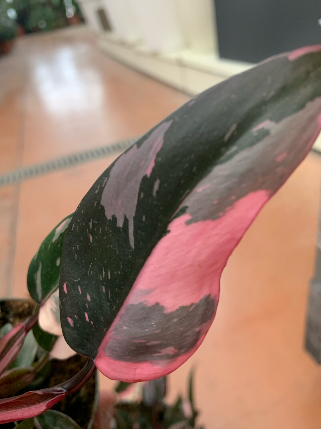 Philodendron Erubescens 'Pink Marble', Filodendro - vaso Ø9 cm Philodendron Erubescens 'Pink Marble', Filodendro - vaso Ø9 cm