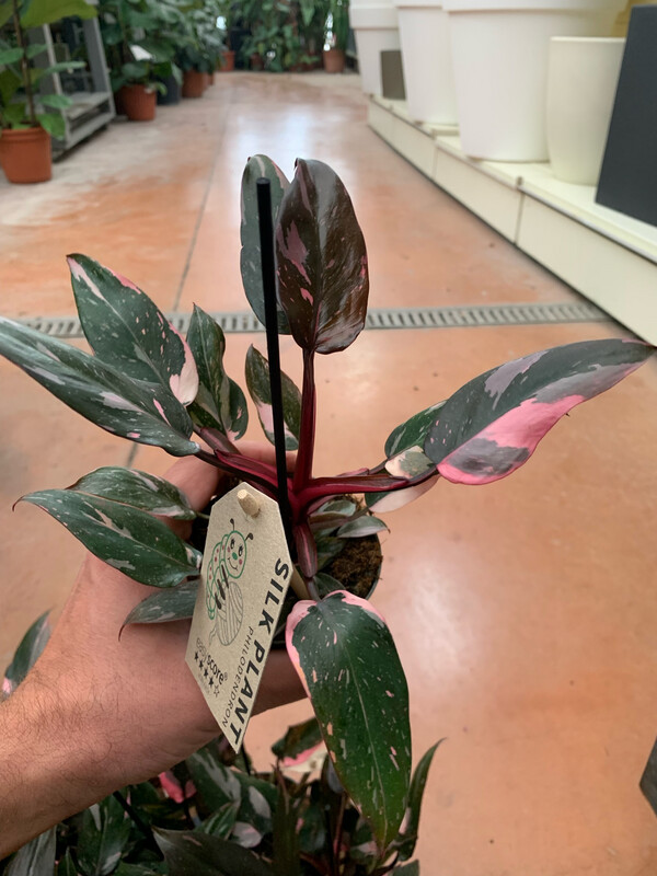 Philodendron Erubescens 'Pink Marble', Filodendro - vaso Ø9 cm