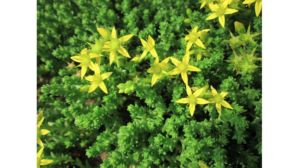 Sedum Acre 'Aureum' - vaso Ø14 cm
