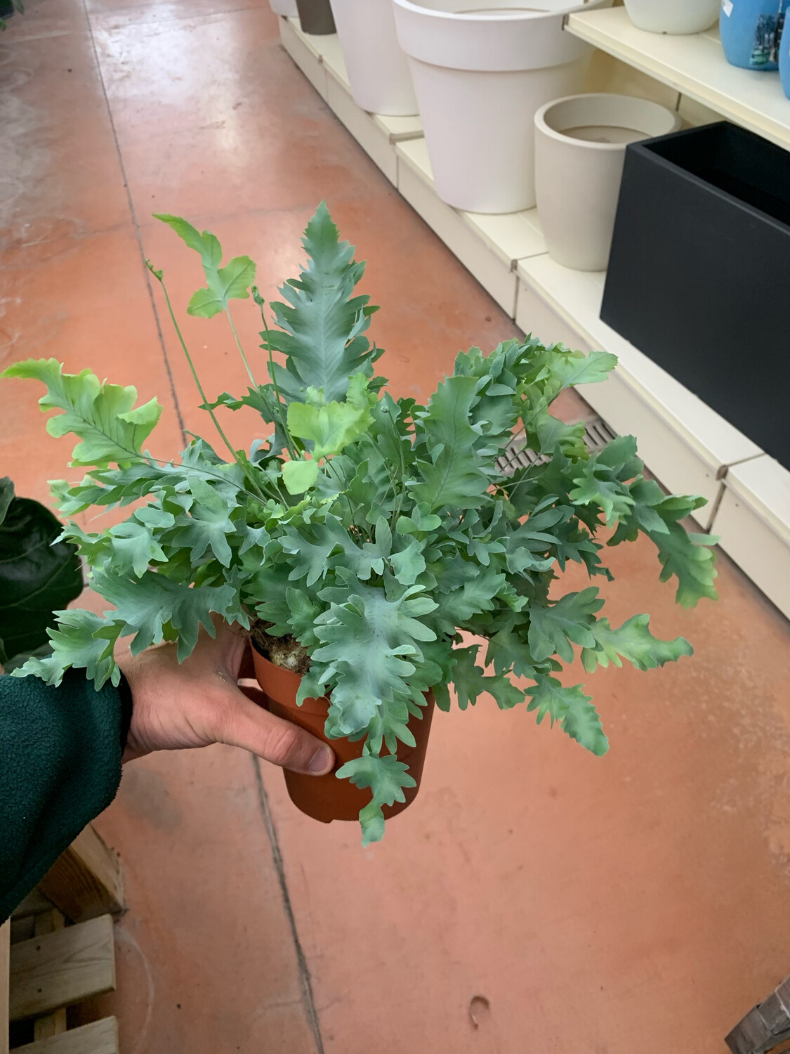 Phlebodium Aureum 'Davana', Felce Azzurra - vaso Ø12 cm