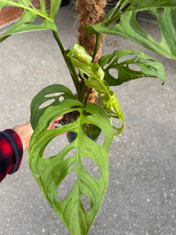 Monstera deliciosa ' Esqueleto ' ' Esqueletto ' Monstera Scheletro - vaso Ø17 cm
