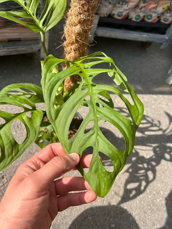 Monstera deliciosa ' Esqueleto ' ' Esqueletto ' Monstera Scheletro - vaso Ø17 cm