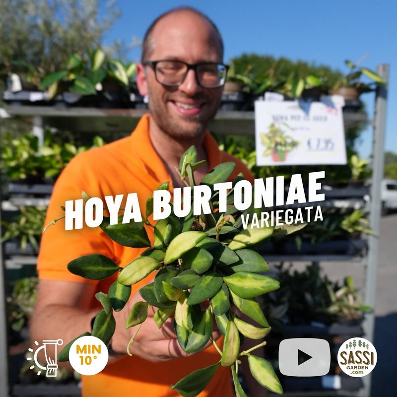 Hoya Burtoniae variegata ds70 , Fiore di cera - vaso Ø10cm Hoya Burtoniae variegata ds70 , Fiore di cera - vaso Ø10cm