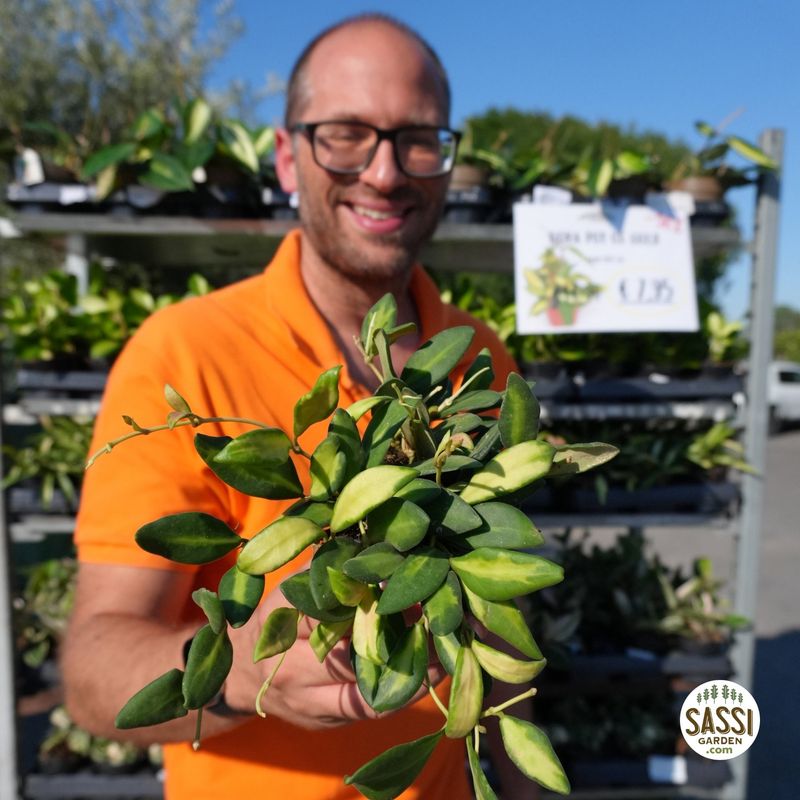 Hoya Burtoniae variegata ds70 , Fiore di cera - vaso Ø10cm