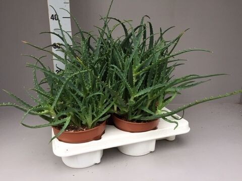 Aloe Arborescens - vaso Ø19 cm