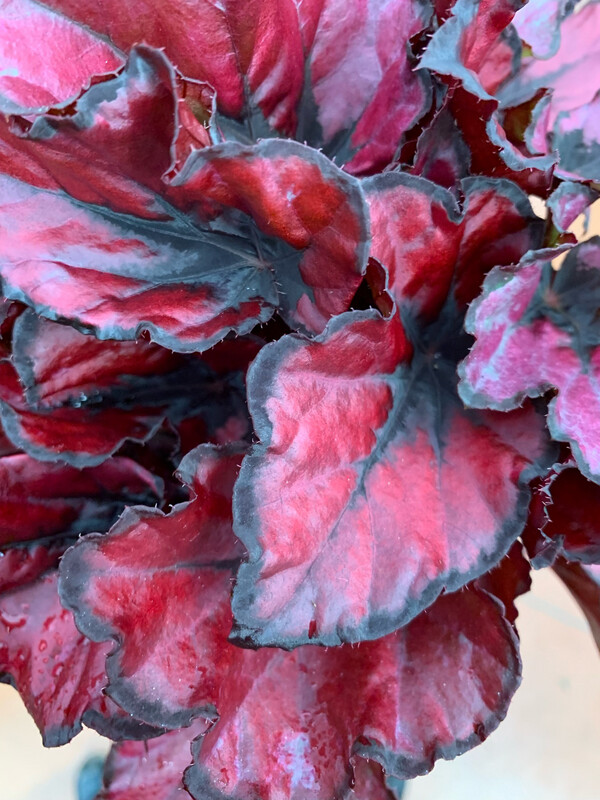 Begonia Rex Kohala Red - vaso Ø13 cm Begonia Rex Kohala Red - vaso Ø13 cm
