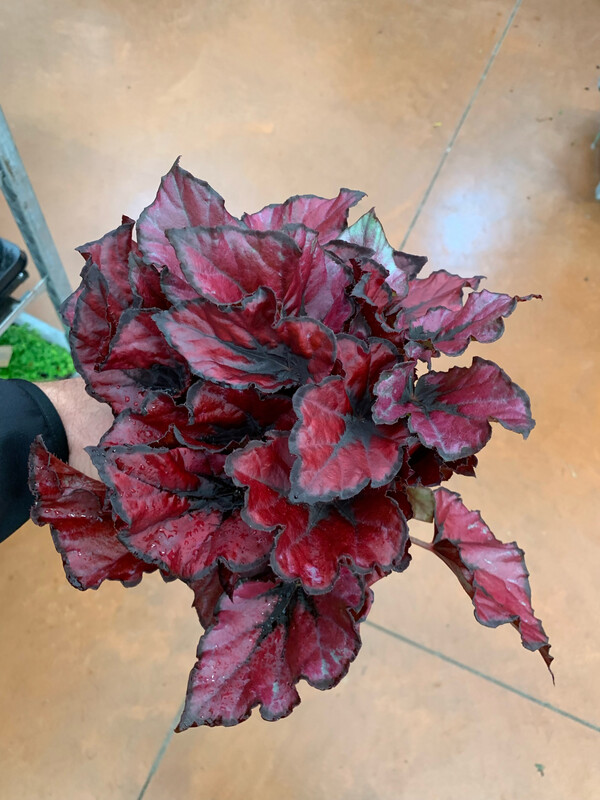 Begonia Rex Kohala Red - vaso Ø13 cm