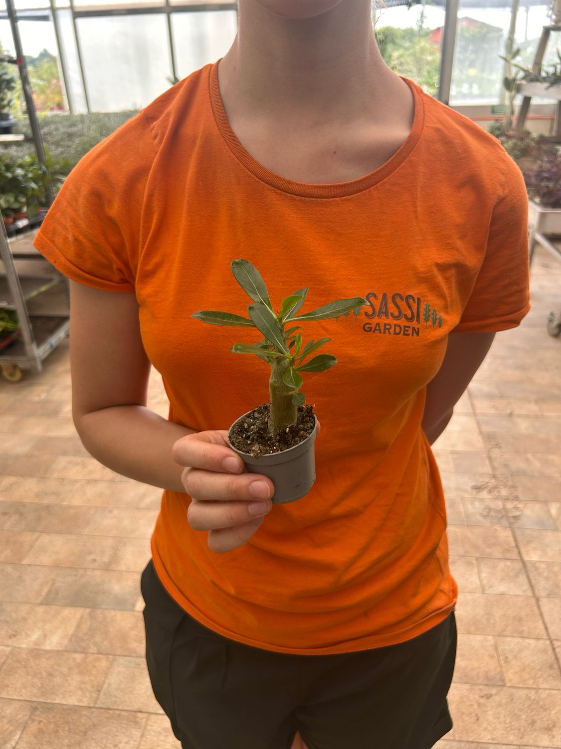 Adenium Obesum 'Pink Star', Adenium Rosa del Deserto - vaso Ø6 cm (fiore rosa)