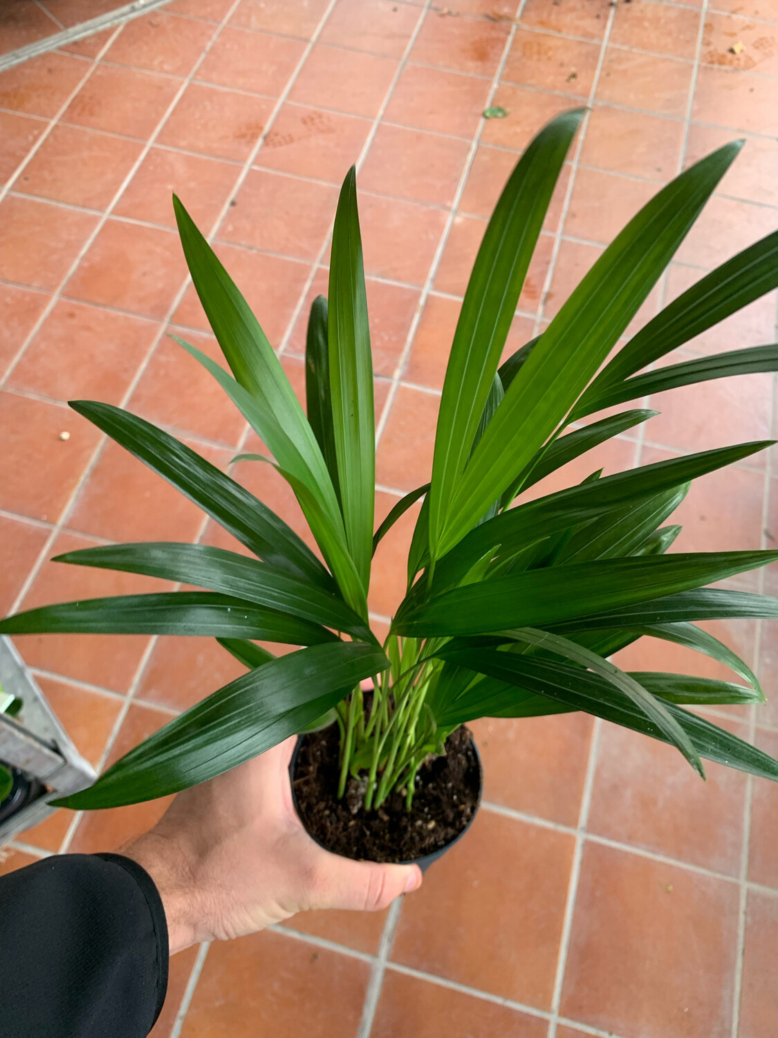 Areca, Dypsis lutescens - vaso Ø10,5 cm, h 25-30 cm Areca, Dypsis lutescens - vaso Ø10,5 cm, h 25-30 cm