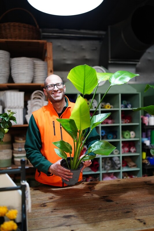 Strelitzia Nicolai, Uccello del paradiso gigante, Falso Banano, Strelizia - vaso Ø17 cm, h 80 cm