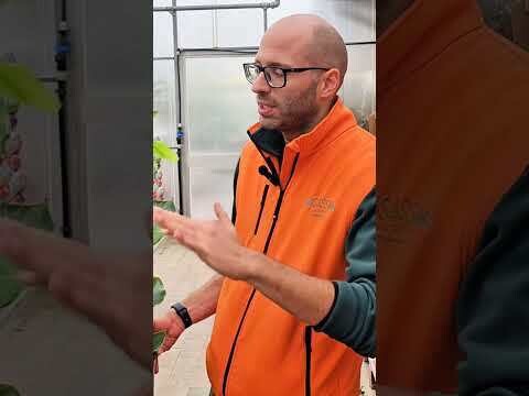 Strelitzia Nicolai, Uccello del paradiso gigante, Falso Banano, Strelizia - vaso Ø17 cm, h 80 cm