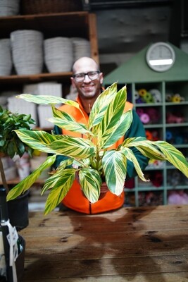 Alpinia Zerumbet, Zenzero Conchiglia, Giglio Rosa di Porcellana - vaso Ø21 cm