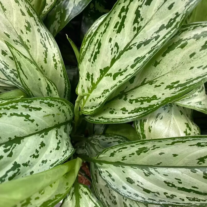 Aglaonema 'Silver Queen', Pianta Portafortuna, Pianta Feng Shiu - ciotola Ø17 cm