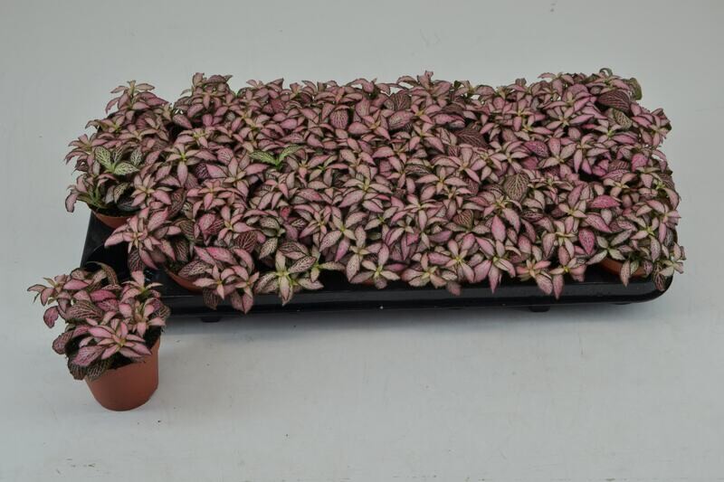Fittonia Mos. Zalm 'Forest Flame' Rosa - vaso Ø8,5 cm