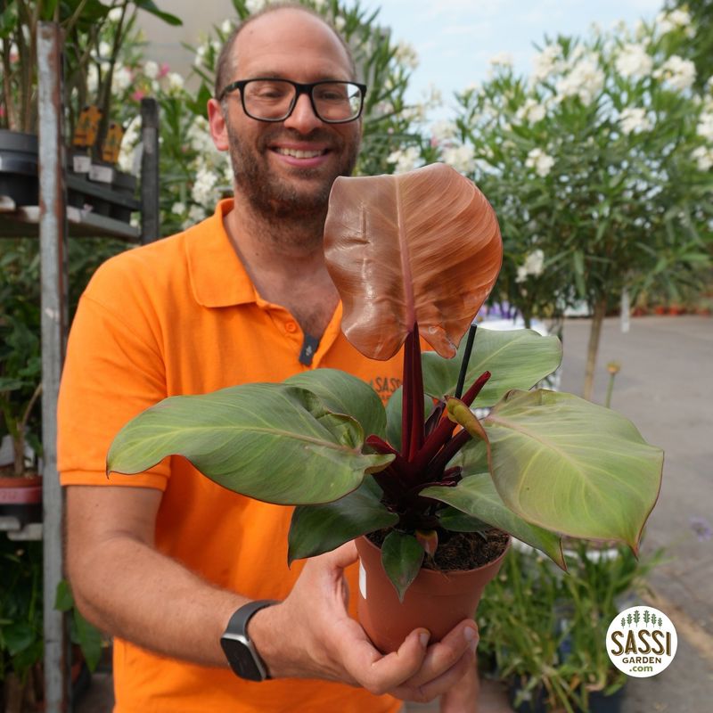 Philodendron 'Sunlight', Filodendro - vaso Ø12 cm