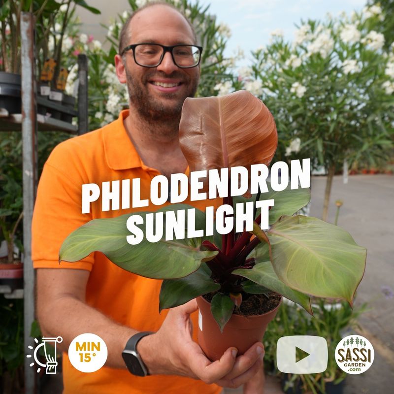 Philodendron 'Sunlight', Filodendro - vaso Ø12 cm Philodendron 'Sunlight', Filodendro - vaso Ø12 cm