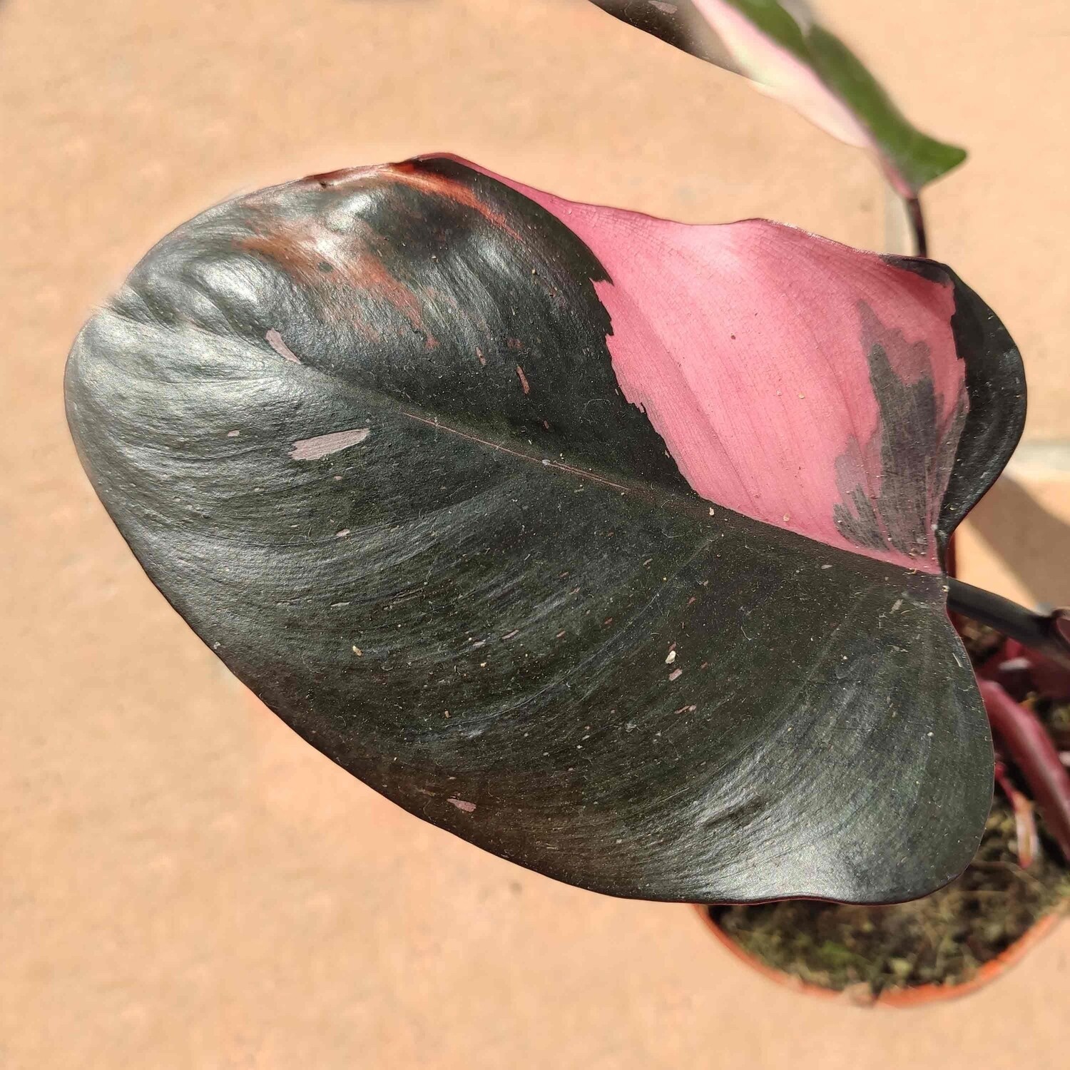 Philodendron ' Burgundy Princess ' - Filodendro - vaso Ø12 cm Philodendron ' Burgundy Princess ' - Filodendro - vaso Ø12 cm