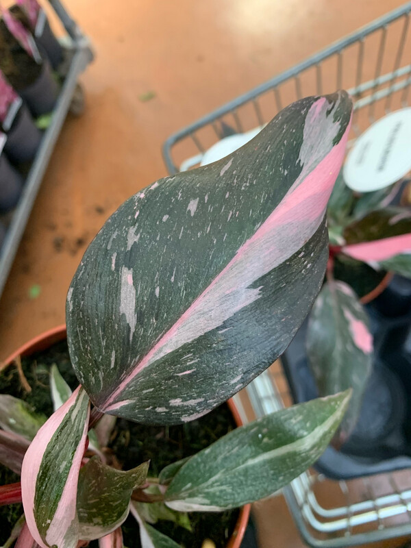 Philodendron ' Burgundy Princess ' - Filodendro - vaso Ø12 cm