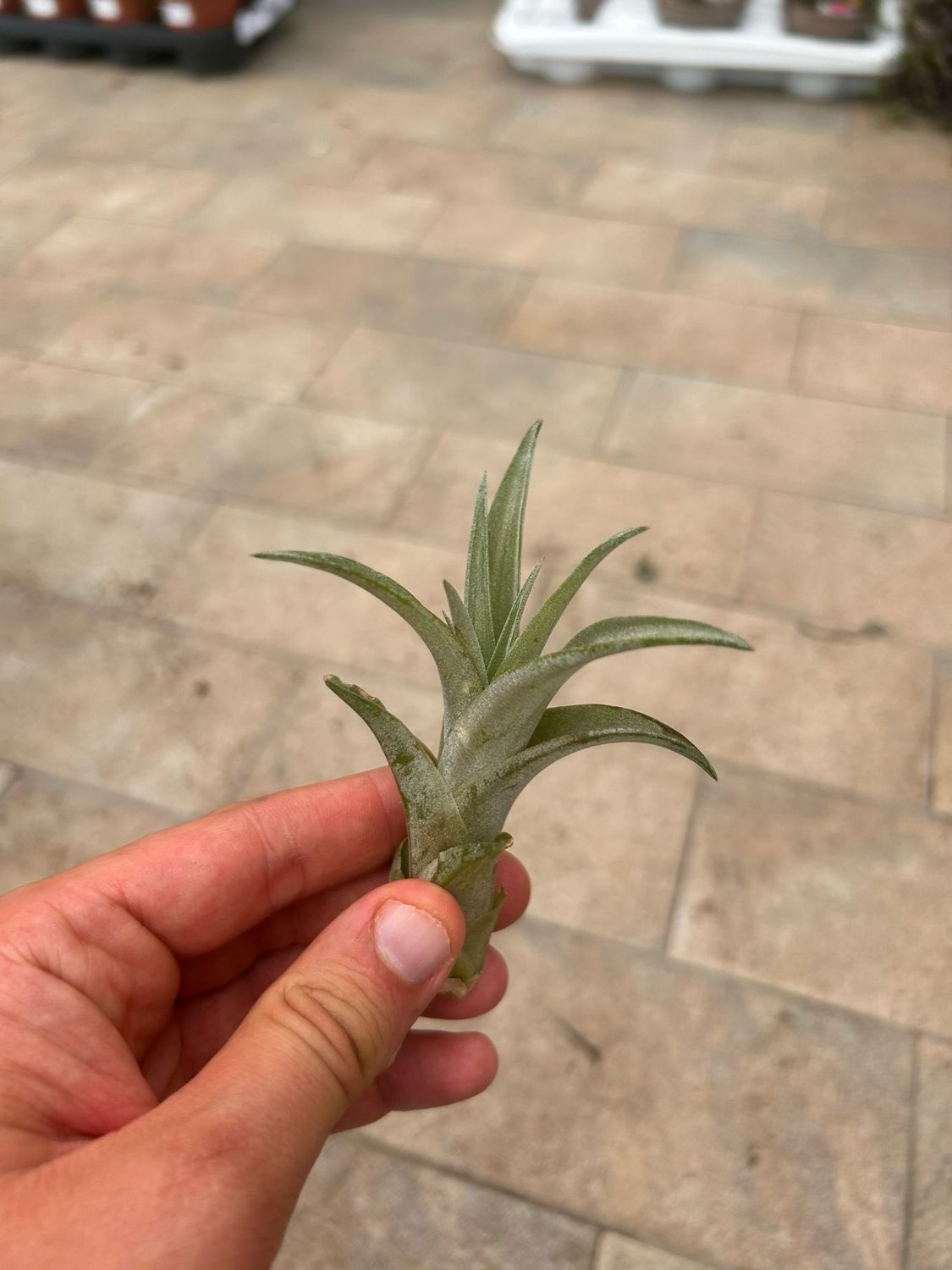 Tillandsia Capitata Tillandsia Capitata