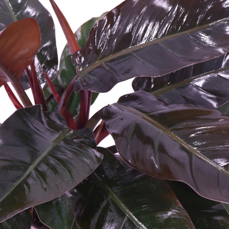 Philodendron Erubescens 'Imperial Red', Filodendro - vaso Ø19 cm