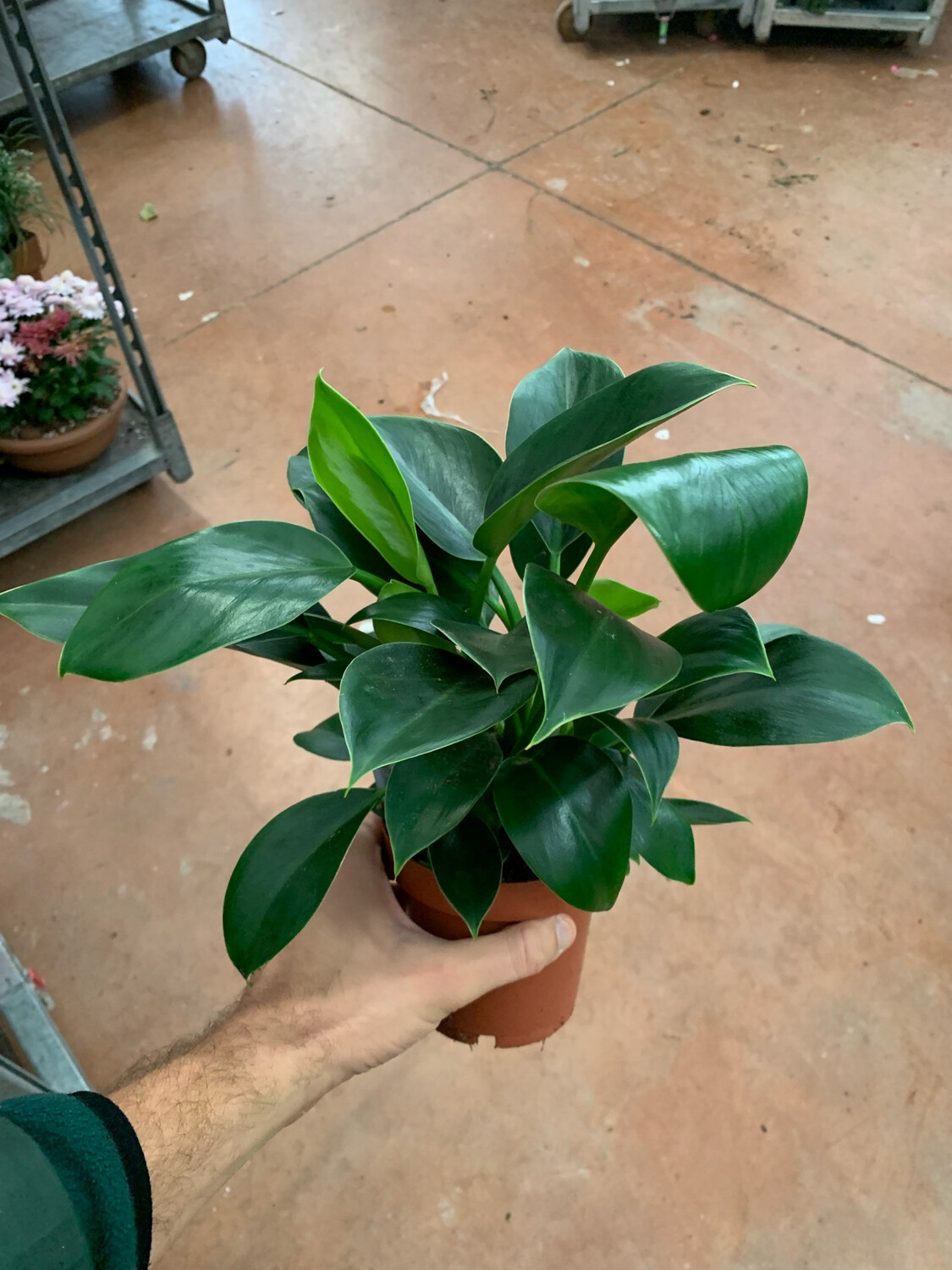 Philodendron 'Green Princess' - Filodendro - vaso 12