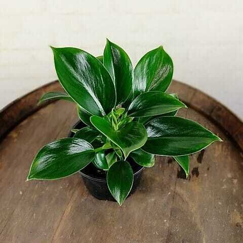 Philodendron 'Green Princess' - Filodendro - vaso Ø12 cm Philodendron 'Green Princess' - Filodendro - vaso Ø12 cm