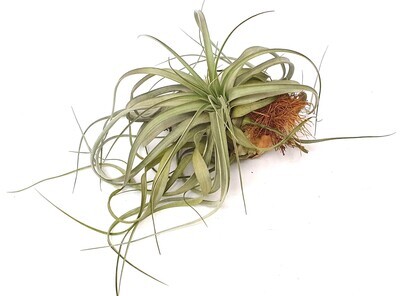 Tillandsia Clario