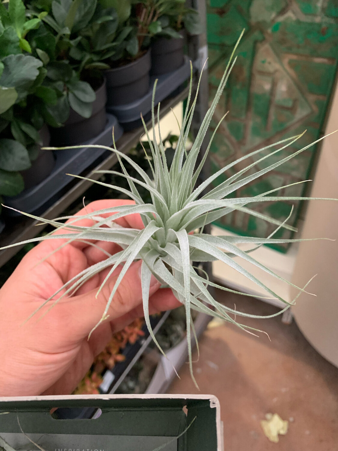 Tillandsia Gardneri Tillandsia Gardneri