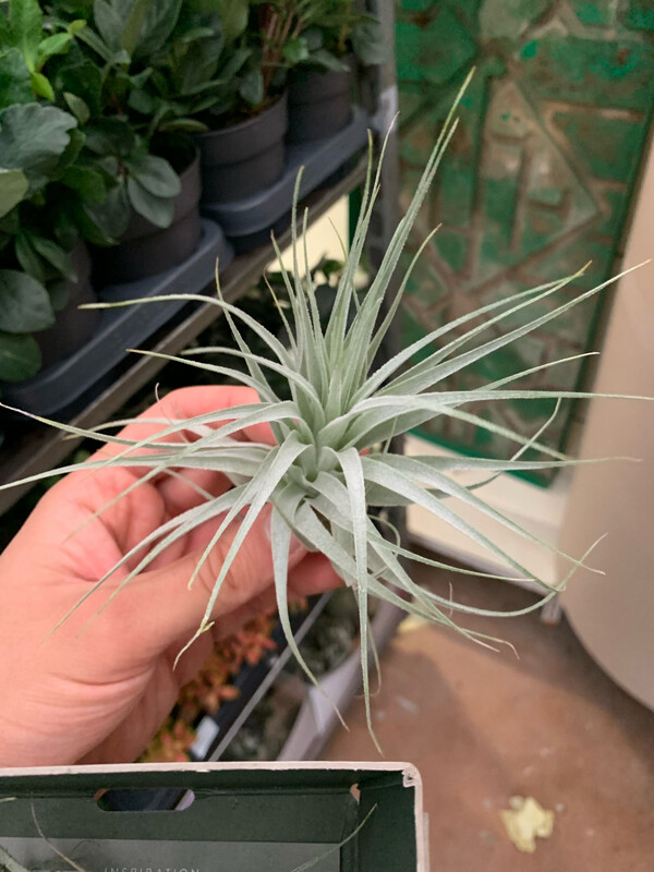 Tillandsia Gardneri