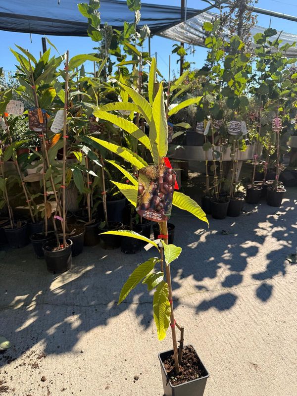 Castanea sativa x C. crenata, Castagno Bouche de Betizac - vaso Ø17 cm, h 120 cm