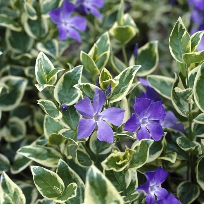 Vinca minor 'Ralph Shugert' Albovariegata, Pervinca - Ø18 cm
